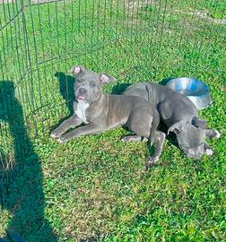 Amstaff blu occhi blu