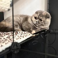 Gatta Scottish Fold