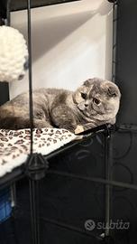 Gatta Scottish Fold