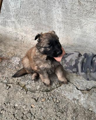 Cuccioli pastore belga