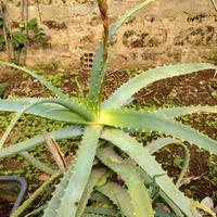 Piante di Aloe Arborescens per succo