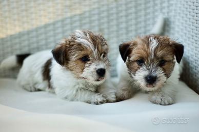 Cuccioli di Jack Russell
