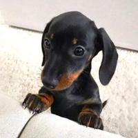 I bassotti kaninchen con libretto e vaccino