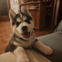 Husky siberiano