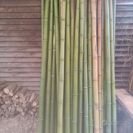 canne di bambù 