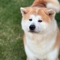 Akita inu giapponese per monta