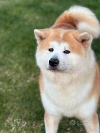 Akita inu giapponese per monta