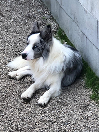 Border collie per monta