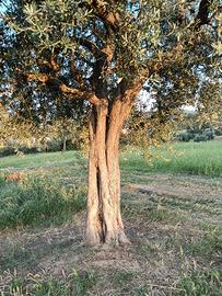 pianta d'ulivo secolare 