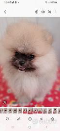 Spiz Volpino Pomerania