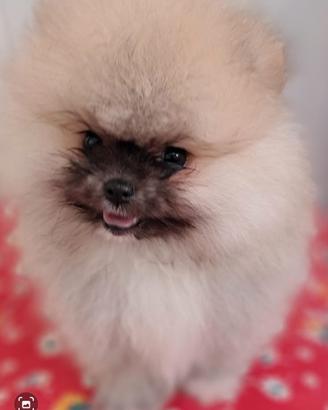 Spiz Volpino Pomerania