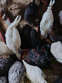 Galli livornesi-marans-moroseta