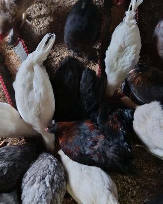 Galli livornesi-marans-moroseta