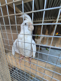 Calopsite allevati a mano