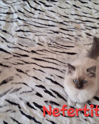 Splendide e coccolose cucciole di Ragdoll