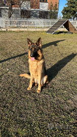 Pastore tedesco femmina