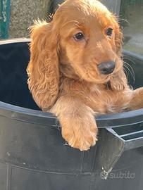 Cocker spaniel inglese