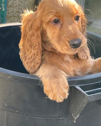 Cocker spaniel inglese