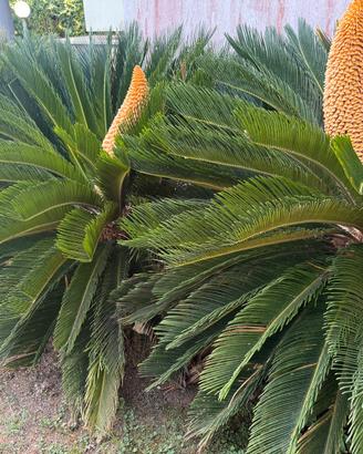 Cycas