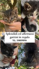 Gattini