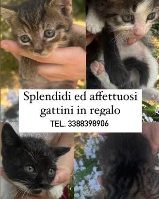 Gattini