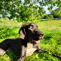 Cucciolo alano nero