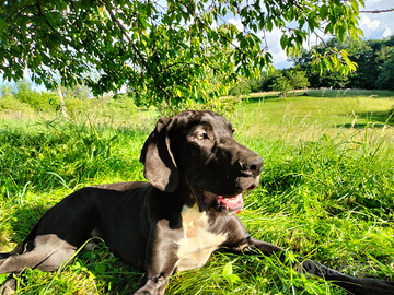 Cucciolo alano nero