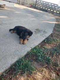 Cuccioli di pastore