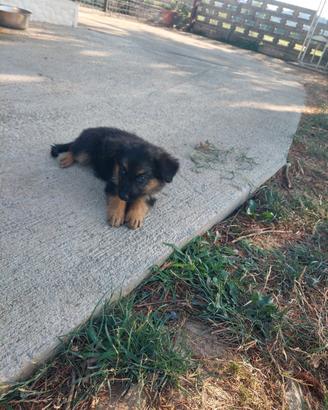 Cuccioli di pastore