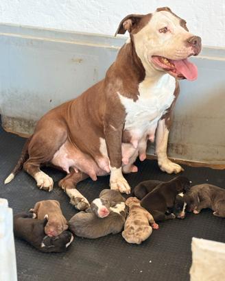 American Pitbull cuccioli