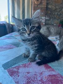 Due meravigliose gattine
