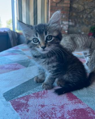 Due meravigliose gattine