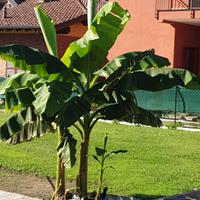 Al ero oianta banano banana