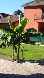 Al ero oianta banano banana