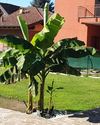 Al ero oianta banano banana