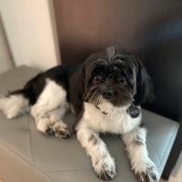 Shih tzu maschio per monta