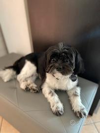 Shih tzu maschio per monta