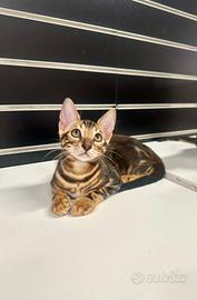 Cucciolo di Bengala Marble Maschio