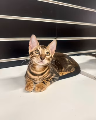 Cucciolo di Bengala Marble Maschio