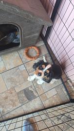 Maschietto Cavalier King appena 4 mesi