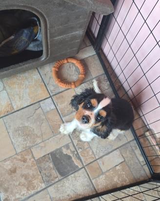 Maschietto Cavalier King appena 4 mesi