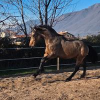 Cavallo frisone per lusitano