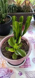 piante in vaso da 20 cm