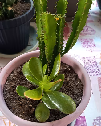 piante in vaso da 20 cm
