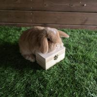 Coniglio nano minilop fulvo