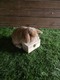 Coniglio nano minilop fulvo