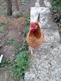 Polli