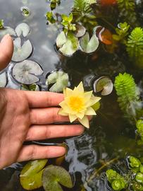 ninfea nana 'Helvola' 