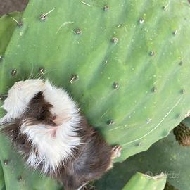 Cavia peruviane