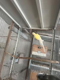 Parrocchetto dal collare femmina turquoise blu ino